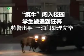 “疯牛”闯入校园 学生被追到狂奔 特警出手 一油门处理完毕视频封面