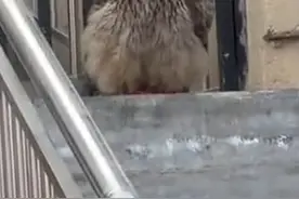 肥猫头鹰一脸凶相堵门口拦路视频封面