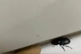 京津翼出现不明黑虫？专家：是中华婪步甲，不必惊慌，它是害虫天敌