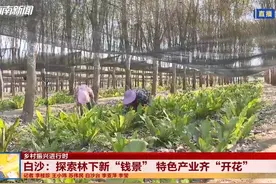 白沙：探索林下新“钱景” 特色产业齐“开花”（来源视频封面