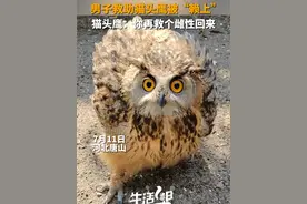 7月11日，河北唐山，被救助的猫头鹰康复后“赖着不走”，工作人员：感觉要“砸”手里了。视频封面