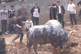 龙门斗牛场，名牛大战，高压线牛王VS夺命金钩牛王 #斗牛爱好者视频封面