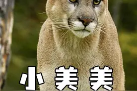 美洲狮：外表鬼迷日眼，内心放荡不羁 #一代人有一代人的动物世界