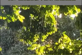 夏天在树下淋的可能不是雨而是蝉的尿液？专家：是蝉的体液，不会对人体造成危害视频封面