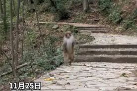 贵阳黔灵山网红猴来福跑出表情包 网友：跑起来的样子像极了我的朋友（感谢@迪哥- ）#黔灵山猴子 #动物的迷惑行为视频封面