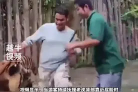 6月2日报道，印度一男子摸老虎屁股遭扑咬，瞬间惨叫连连，所幸仅受轻伤，动物专家谈“老虎屁股摸不得”：猫科动物通常反感被触摸腰背部位，尤其是尾巴#老虎 #景区 #最新消息