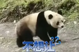男子和野生大熊猫狭路相逢 作为本地人也只敢轻声催促：让我一下嘛#野生大熊猫 #大熊猫 #四川 （来源：四川观察 编辑：曹超）视频封面