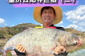 重庆云阳挑战60+野生巨型鲢鳙（二）。 #原来钓鱼才是抖音运动顶流 #2024dou来钓鱼视频封面