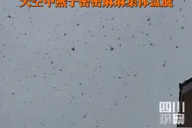 4月1日，四川#乐山傍晚天空现大量燕子盘旋 ，目击者：周围人说好几天都是这样，燕子就栖息在电线杆上。视频封面