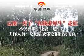 云南一男子"在线养犀牛”走红 不仅要喂牛还要“遛牛”#动物的迷惑行为 #云南美好推荐官 #神奇动物在抖音 （来源：@上游新闻 ）视频封面