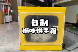 零元自制猫咪烘干器，人人都能就地取材，有手就行视频封面