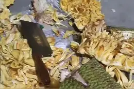 女子第一次买菠萝蜜，一个小时终于剥好了一小盆，网友：除了盆里的不能吃 地上的都能吃#菠萝蜜视频封面