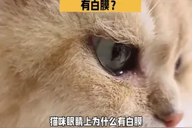 猫咪的眼睛上为什么有白膜？#科学养宠攻略 #新手养猫视频封面
