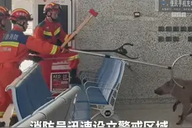 野猪钻进高铁站，消防员紧急处置。视频封面