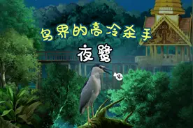 鸟界的高冷杀手：夜鹭#科普#鸟类#手绘#西双版纳#云南#涨知识视频封面
