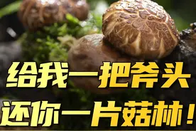 #香菇 是被“吓”出来的！视频封面