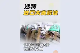 沙特大量进口大麦到底做什么用 #沙特公司 #进口大麦 #沙特市场 #中国种植 #中国企业出海视频封面
