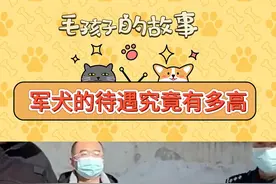 军犬的待遇到底有多高 #军犬 #军犬的待遇 #狗狗 #狗狗科普 #狗狗故事视频封面