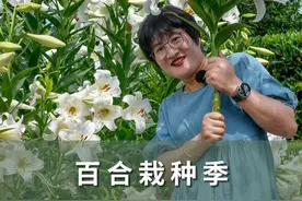 百合栽种季，掌握要点花美球壮 #百合 #花卉绿植 #记录我的种植生活 #海蒂的花园 @抖音短视频视频封面