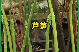 立秋后种一些芦笋，来年开春就能吃上！ #种植小技巧 #家庭种植 #阳台小院均可种植 #我的小菜园 #自己种的纯天然的绿色蔬菜视频封面