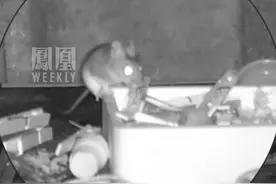 英国一老鼠被发现连续俩月深夜“帮人收拾”工作台。视频封面