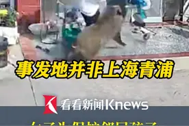 #女子为护娃被野猪撞倒事发地并非上海  事发安徽滁州 野猪已被击毙视频封面