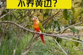 为什么养小太阳鹦鹉凤梨的比黄边的多#小太阳鹦鹉 #鹦鹉 视频封面