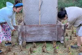 这种打谷子的方式你们见过吗？#我的乡村生活 #抖音记录农村生活 #丰收的季节 #新农人2024计划 #打谷子视频封面