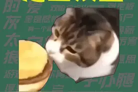 【梗知识】小猫可以吃芝士汉堡 #热点 #猫