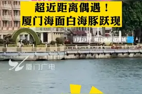 前方小可爱出没~超近距离偶遇！厦门海面白海豚跃现 #厦门 #白海豚 #幸运 视频封面