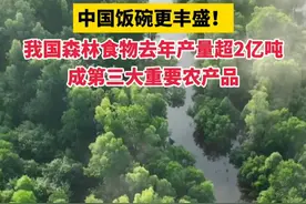 米袋子 油瓶子 菜篮子 果盘子→中国饭碗更丰盛！我国森林食物去年产量超2亿吨，成第三大重要农产品 #中国饭碗 #森林食物 #农产品 #国际森林日视频封面