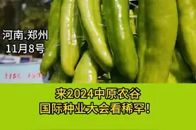 辣椒亩产直逼三万斤，普通只有八千斤！#辣椒 #亩产