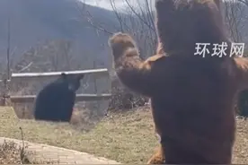 美国一男子扮成玩偶熊，吓跑自家后院一只真熊，逃跑中黑熊暂停回头细细观察视频封面