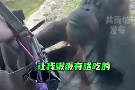 大猩猩想吃游客包里的食物，全程指挥人类   开包-点餐-传递#笑不活了 #猩猩太聪明了 #动物园视频封面