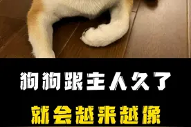 果然宠物跟主人在一起久了就会越长越像，就连牙齿都一样！视频封面