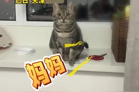 猫咪想让主人陪它玩~都学会喊“妈妈”了！#天津 #萌宠出道计划 #猫咪 视频来源：@王胖虎会发财💰视频封面