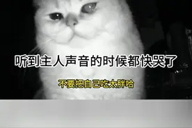 原来猫也是很怕孤独的！ 假期你有把它自己丢在家里吗？#猫 #猫怕孤独 #万物可爱计划