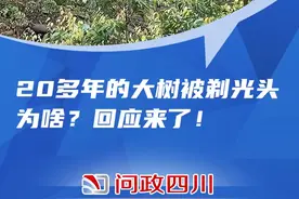 太“秃”然！20多年的大树被剃光“头”，你怎么看？#问政四川 #同城热门视频封面