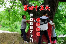 寻找千年老树核桃的第四十五天，今天的这颗可能是最大的！#核桃视频封面