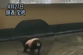 4月27日，陕西宝鸡一网友天台下水道积水，自家修狗主动上前掏下水道，网友直呼专业！
#专业团队 #修狗 #疏通下水道 #萌宠 #你怎么看 视频封面