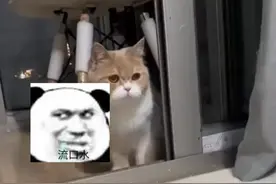 小猫看到金丝熊流了一地口水 本来是买来陪它的 网友:长在人家的饭点上了#萌宠出道计划 #猫咪 #神奇动物在抖音 #谁能拒绝傻憨憨的小猫咪 #喵星人的下一秒永远超出你的想象 （来源：@阿飛 ）视频封面