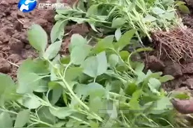 3月25日，河南郑州，近期高发，皮肤痒得厉害，一到春天荨麻疹就发作，反反复复？中医：河南最爱吃的荆芥是个宝贝，“巧用荆芥泡水喝，清热解毒”视频封面