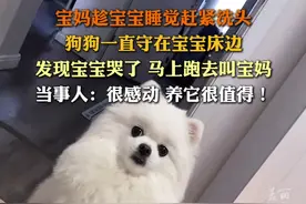 宝妈不在时#狗狗发现宝宝哭了马上转头去叫妈妈  ：它是我们家的一员，养它很值得！@袁轱辘视频封面