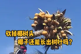 砍掉椰树头，椰树还能再长出树叶继续结椰子吗？ #科普  #解压  #伐木  #极度舒适 #青少年课外知识讲堂视频封面