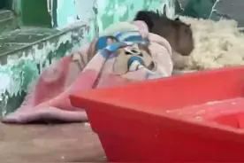 天津动物园一水豚与猩猩混养疑被欺负？园方：猩猩与水豚符合混养条件“目前已经混养三个月左右了 精神状态和进食情况都没有问题”视频封面
