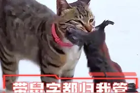 猫：今天面子丢大发了 #猫咪的迷惑行为 #搞笑配音 #看一次笑一次视频封面