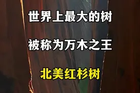 世界上最大的树 被称为万木之王的北美红杉#旅游攻略 #旅行大玩家 #北美红杉树 #旅行推荐官 #跟着抖音去旅行 @抖音短视频视频封面