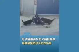 2月17日北京一对母子遭两只恶犬疯狂撕咬，母亲将孩子紧紧护在怀里多次尝试逃脱失败！过程持续1分钟多，好心路人用棍和砖头将狗驱离！视频封面