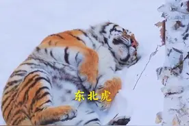 东北虎直接往雪里一躺，让人担心，睡觉这么放松，遇见猛兽怎么办视频封面
