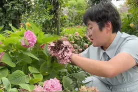 无尽夏如何实现秋季复花？ 一起来看花后修剪方法~#花卉绿植 #绣球花 #爱生活爱养花 #青dou计划 #海蒂的花园 @抖音短视频视频封面
